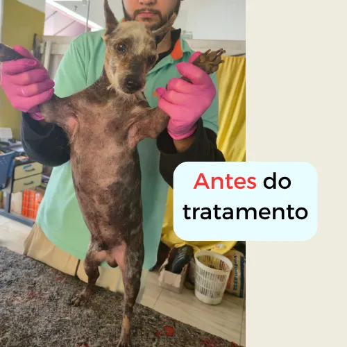 Antes do tratamento dermatológico: pet com queda de pelo, segurado de frente