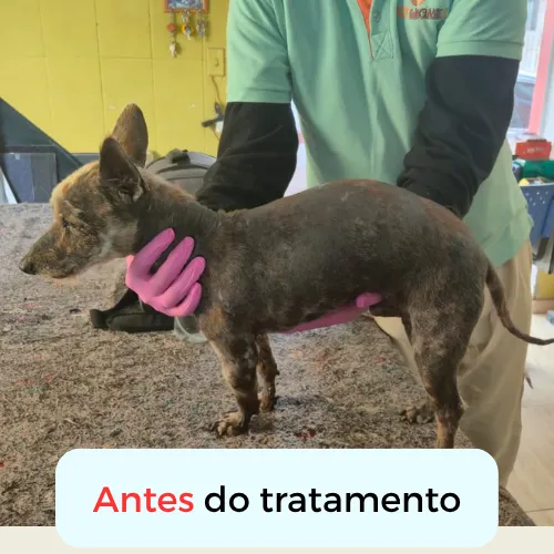 Antes do tratamento dermatológico: pet com queda de pelo, vista lateral