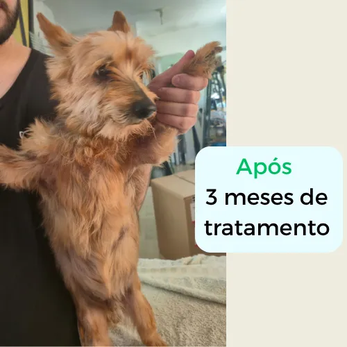 Após 3 meses de tratamento dermatológico: pet com o pelo recuperado