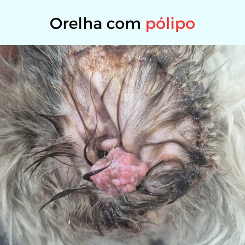 Orelha do pet com pólipo, antes da otoendoscopia