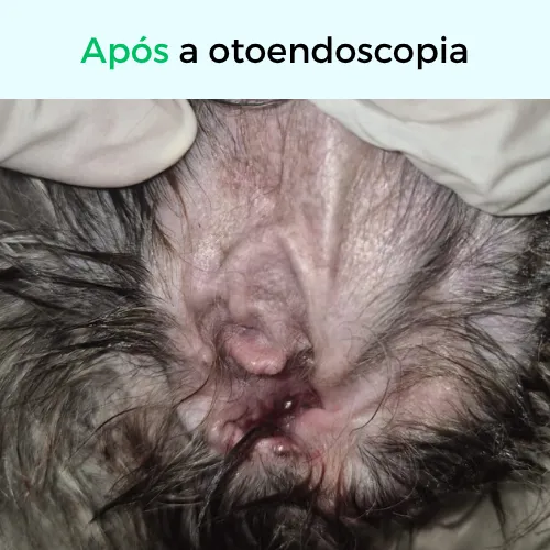 Orelha do pet limpa, após a otoendoscopia