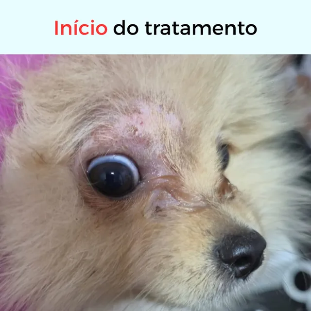 Início do tratamento dermatológico: pet com alteração na pele ao redor do olho