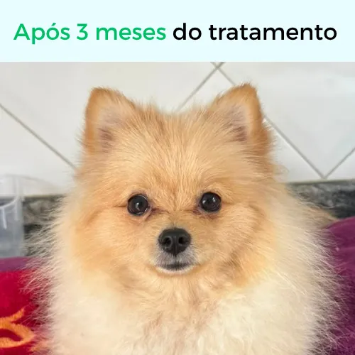 Após 3 meses de tratamento dermatológico: pet recuperado