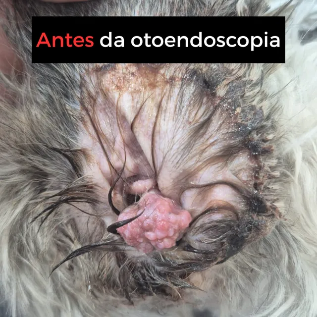 Antes da otoendoscopia: pólipo visível no conduto auditivo do pet