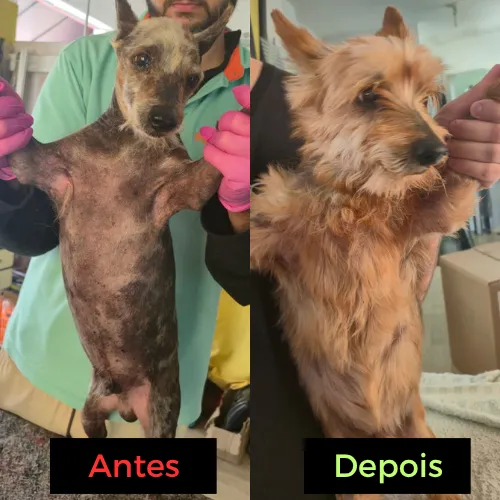 Comparação antes e depois do tratamento dermatológico: pet quase sem pelo ao lado do mesmo pet com o pelo recuperado