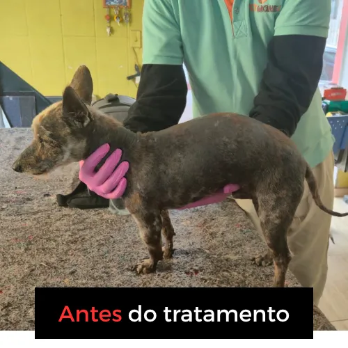 Antes do tratamento: pet com a pele exposta e quase sem pelo