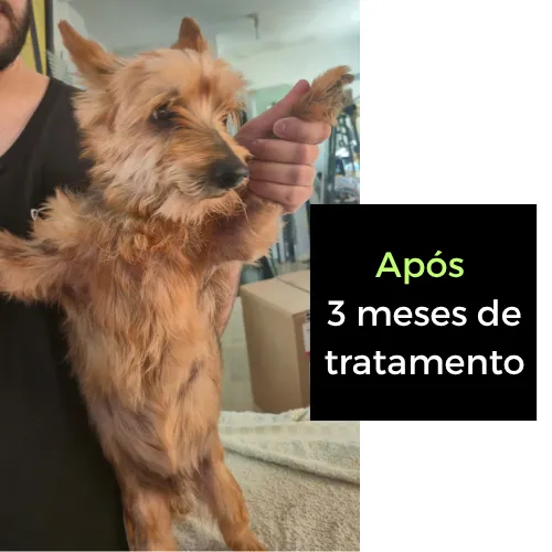Após 3 meses de tratamento: pet com o pelo recuperado