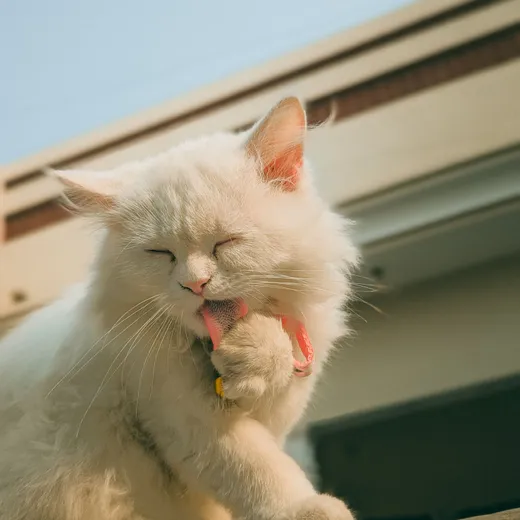 Gato se coçando, tema da avaliação dermatológica