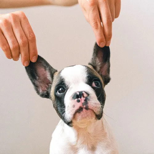 Pet com a orelha levantada, em avaliação de otologia